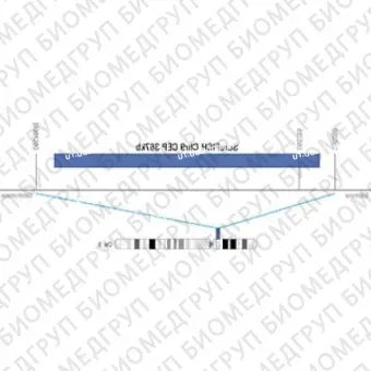 ДЛЯ КЛИЕНТОВ из США. SureFISH Chr9 CEP 367кб P20 BL. КЭП 9, Копийный номер, 20 тестов, Аква, Концентрат, Ручное использование