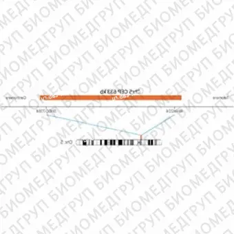 ДЛЯ КЛИЕНТОВ ЗА ПРЕДЕЛАМИ США. SureFISH Chr5 CEP 633kb P20 RD