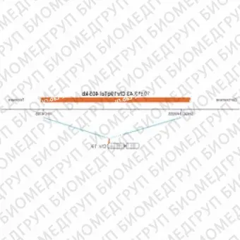 ДЛЯ КЛИЕНТОВ из США. SureFISH 19q13.43 Chr19qTel 405кб P20 RD. Теломер Chr19q, Номер копии, 20 тестов, Cy3, Концентрат, Ручное использование