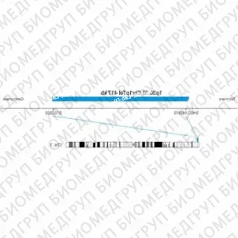 ДЛЯ КЛИЕНТОВ ЗА ПРЕДЕЛАМИ США. SureFISH 1p36.33 Chr1pTel 417kb P20 BL