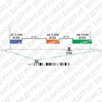 ДЛЯ КЛИЕНТОВ ЗА ПРЕДЕЛАМИ США. SureFISH 8q24.21 MYC 5 BA 632kb P20 GR