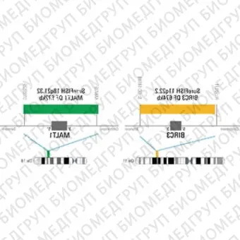 ДЛЯ КЛИЕНТОВ из США. SureFISH 18q21.32 MALT1 DF 672кб P20 GR. MALT1, Dual Fusion, 20 тестов, FITC, Концентрат, Ручное использование