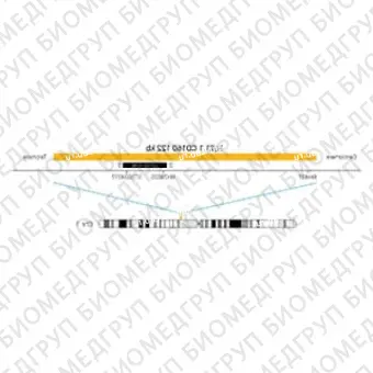 ДЛЯ КЛИЕНТОВ ЗА ПРЕДЕЛАМИ США. SureFISH 1q21.1 CD160 122kb P20 RD