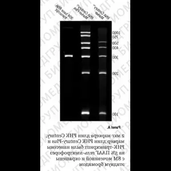 Маркер длин РНК, CenturyPlus, 7 фрагментов от 500 до 1000 п.н., 1 мг/мл, Thermo FS, AM7145, 50 мкг