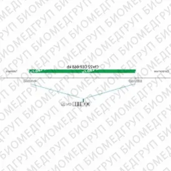 ДЛЯ КЛИЕНТОВ ЗА ПРЕДЕЛАМИ США. SureFISH Chr22 CEP 668kb P20 GR