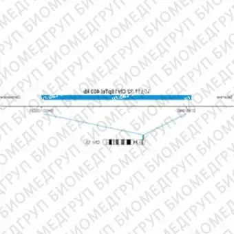 ДЛЯ КЛИЕНТОВ ЗА ПРЕДЕЛАМИ США. SureFISH 18p11.32 Chr18pTel 403kb P20 BL