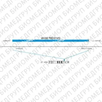 ДЛЯ КЛИЕНТОВ из США. SureFISH Chr15 CEP 265кб P20 BL. КЭП 15, Копийный номер, 20 тестов, Аква, Концентрат, Ручное использование