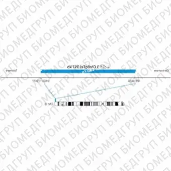 ДЛЯ КЛИЕНТОВ ЗА ПРЕДЕЛАМИ США. SureFISH 8q24.3 Chr8qTel 397kb P20 BL