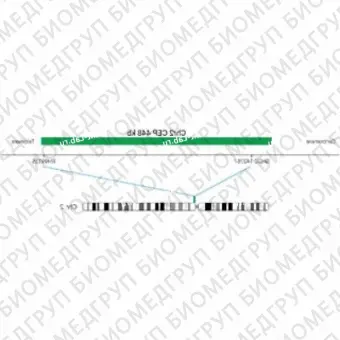 ДЛЯ КЛИЕНТОВ ЗА ПРЕДЕЛАМИ США. SureFISH Chr2 CEP 448kb P100 GR