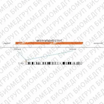 ДЛЯ КЛИЕНТОВ ЗА ПРЕДЕЛАМИ США. SureFISH 2q37.3 Chr2qTel 415kb P20 RD