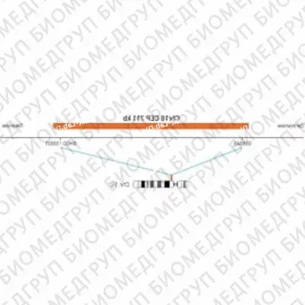 ДЛЯ КЛИЕНТОВ из США. SureFISH Chr18 CEP 711 КБ P20 RD. CEP 18, Номер копии, 20 тестов, Cy3, Концентрат, Ручное использование