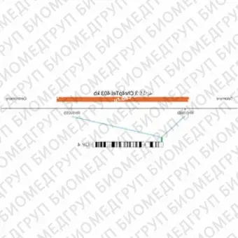 ДЛЯ КЛИЕНТОВ ЗА ПРЕДЕЛАМИ США. SureFISH 4p16.3 Chr4pTel P20 403kb RD