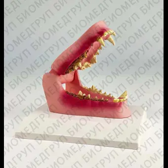 Анатомическая модель челюсти VET1194