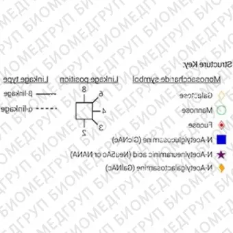 AdvanceBio InstantQ G2FS1 2,6 / FA2G2S61 Стандарт Nгликанов ранее ProZyme. Nгликан моно2,6сиалилированный, галактозилированный двухантенный комплекс Nгликан, ядро которого замещено фукозой, меченный InstantQ для использования в качестве к