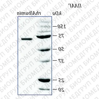 Альбумин человека, рекомбинантный белок, rhAlbumin, Россия, PSP1001, 1 мг