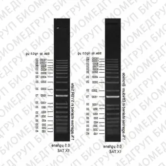 Маркер длин ДНК ,1 Kb Plus, 18 фрагментов от 100 п.н. до 15000 п.н., 0,5 мкг/мл, Thermo FS, 10787026, 1000 мкг