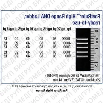 Маркер длин ДНК, FastRuler High Range, 5 фрагментов от 500 до 10000 п.н., готовый к применению, Thermo FS, SM1123, 2х500 мкл