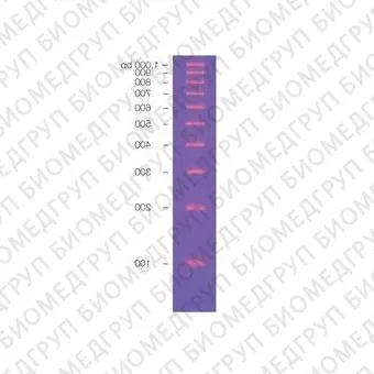 Маркер длин ДНК EZ Load 100 bp, 10 фрагментов от 100 до 1000 п.н., готовый к применению, 0,05 мкг/мкл, BioRad, 1708352, 500 мкл