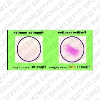 Набор для биохимической идентификации Listeria monocytogenes, O.B.I.S., 60 тестов/уп, Thermo FS, ID0600M