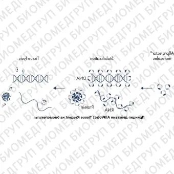 Реагент, стабилизирующий ДНК, РНК и белки в образцах животных тканей Allprotect Tissue Reagent, Qiagen, 76405, 100 мл