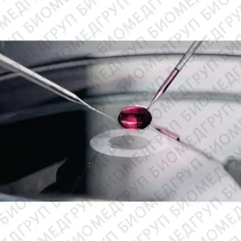 Капилляры Biopsy Tip I, для лазерной биопсии клеток и органелл, угол наклона 35, d внутренний 19 мкм, 25 шт./уп., Eppendorf, 5195000052