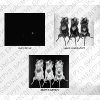 Система визуализации биолюминесценции in vivo, Newton 7.0BT100, для 1 мыши, Vilber, 1211 9770 1