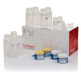 Набор PureLink Expi Endotoxin-Free Giga Plasmid Purification Kit, Thermo FS, A31233, 2 выделения