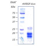Фактор роста эндотелия сосудов-А человека, изоформа 189, рекомбинантный белок, rhVEGF-A189, Россия, PSG150-10, 10 мкг