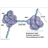 Набор DNMT3B Inhibitor Screening Assay Kit, Abcam, ab113466-96, 96 тестов