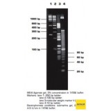 Агароза, низкий EEO, MS-8, Molecular Screening, повышенная четкость разделения фрагментов менее 1200 п.н., Импорт, 1931.0500, 500 г