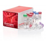 Набор для клонирования TOPO TA Cloning Kit for Sequencing, компетентные клетки не включены, Thermo FS, 450030, 25 реакций