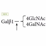 β(1-4)-галактозидаза (пневмококк) (ранее ProZyme)