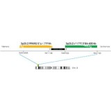 ДЛЯ КЛИЕНТОВ ЗА ПРЕДЕЛАМИ США. SureFISH 3p25.2 PPARG 5' BA 398kb P20 RD